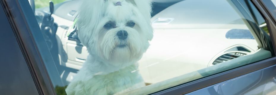 Locked Out of the Car with Kids or Pets Inside What To Do